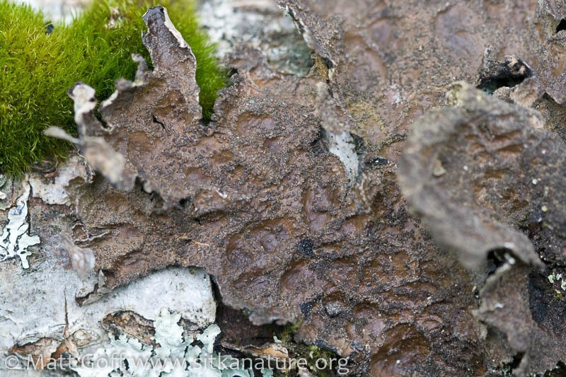 Lung Lichen photo 5