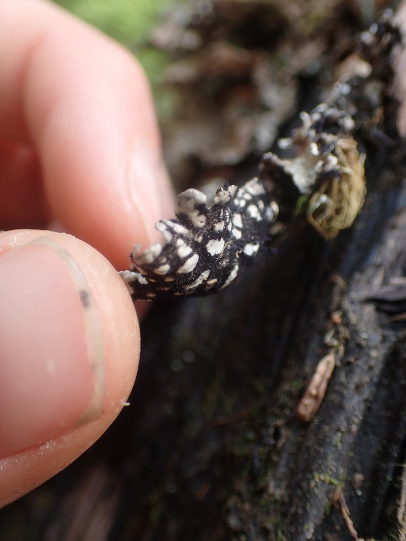 Lung Lichen photo 6