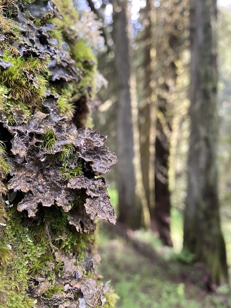 Lung Lichen photo 7