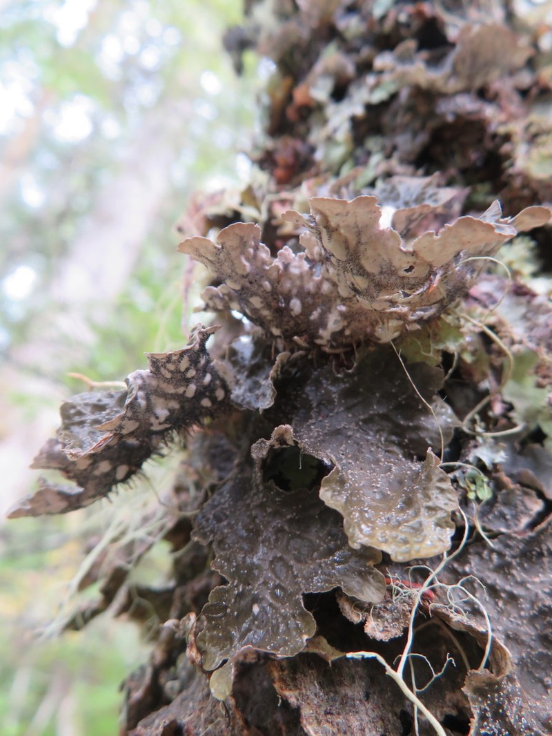 Lung Lichen photo 8