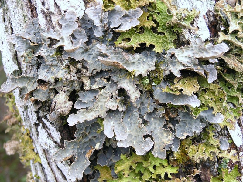 Lung Lichen