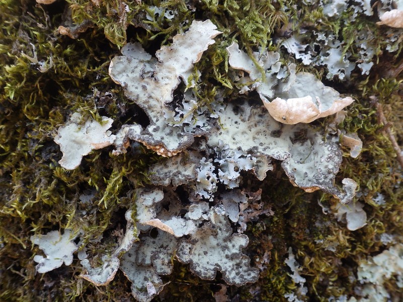 Lung Lichen photo 2