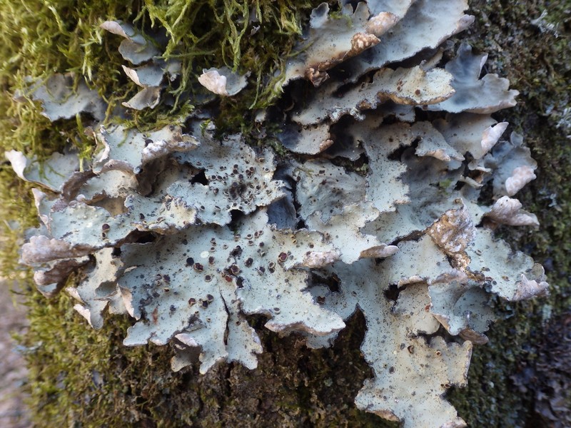 Lung Lichen photo 3