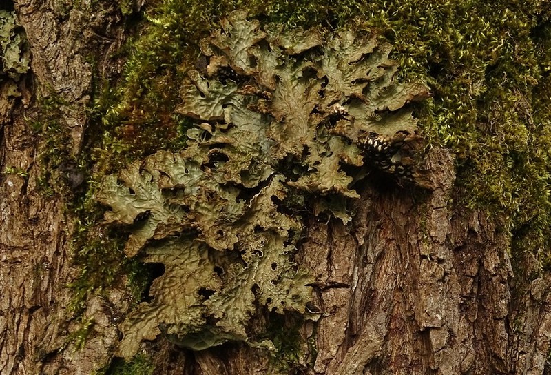 Lung Lichen photo 4