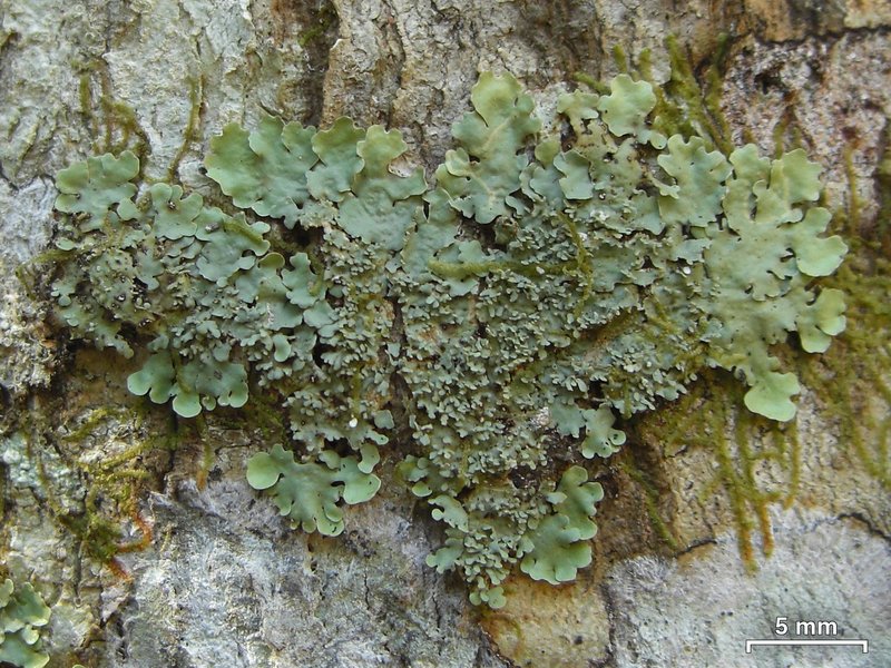 Lung Lichen