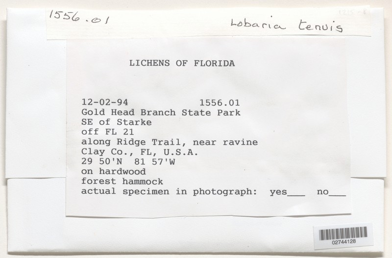 Lung Lichen photo 7