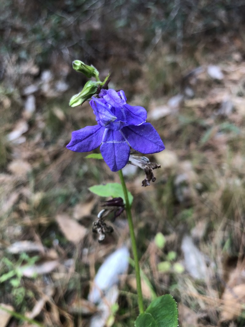 Lobelia