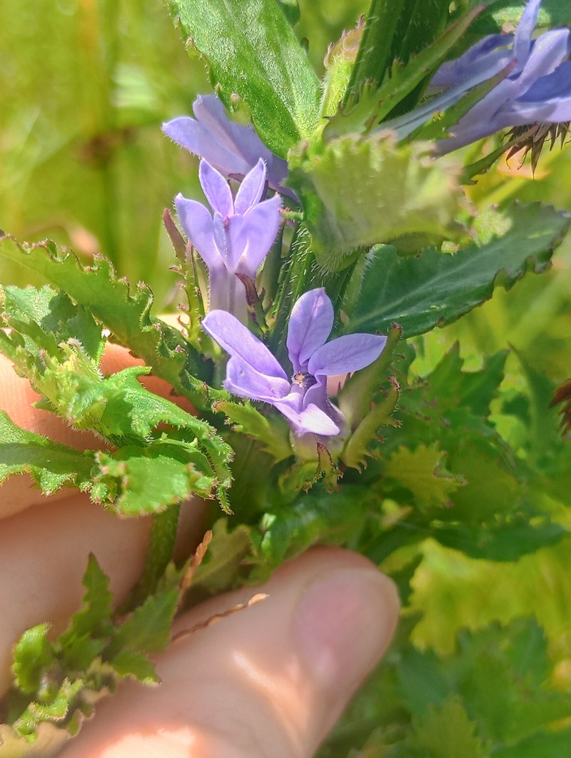 Lobelia photo 2