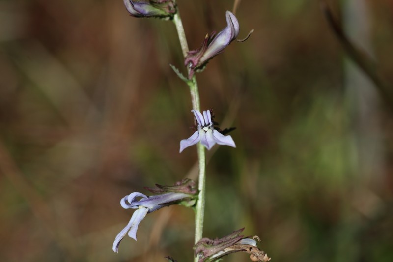 Lobelia photo 3