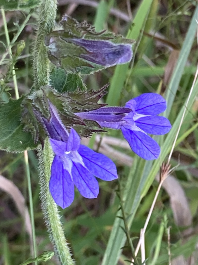 Lobelia photo 4