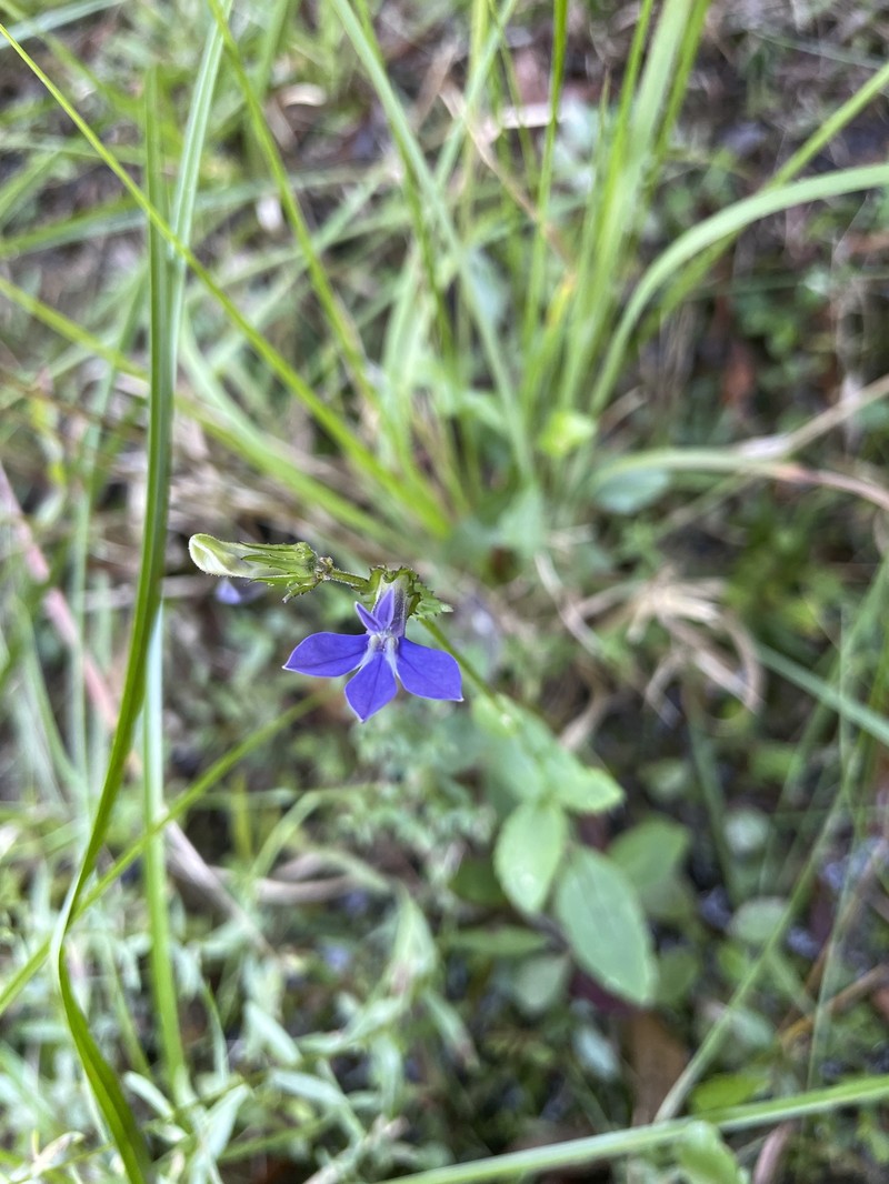 Lobelia photo 5