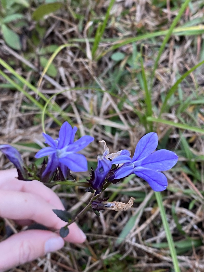 Lobelia photo 6