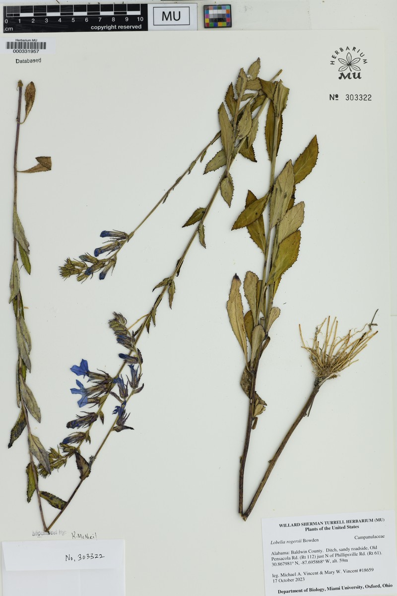 Lobelia photo 7