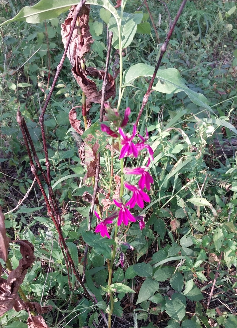 Lobelia