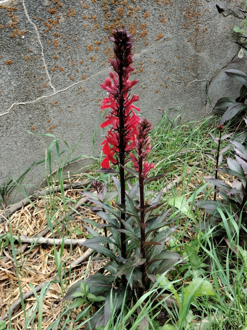 Lobelia photo 2