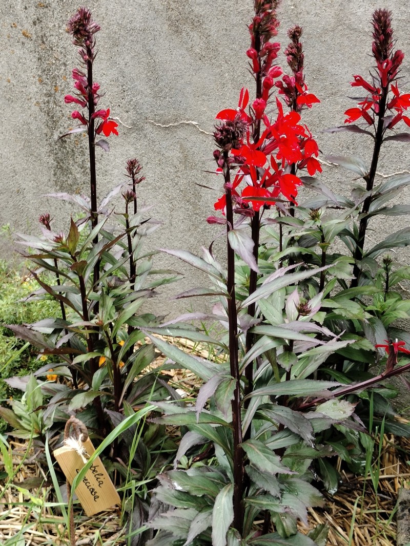 Lobelia photo 3