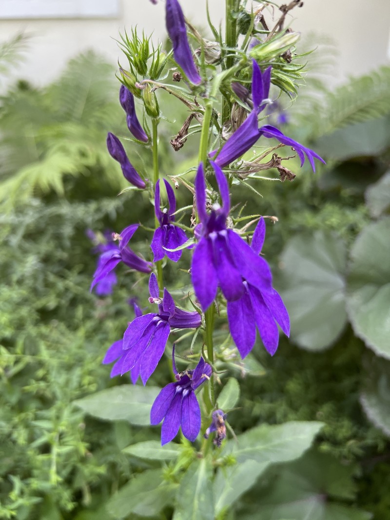Lobelia photo 4