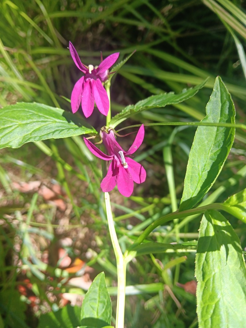 Lobelia photo 5