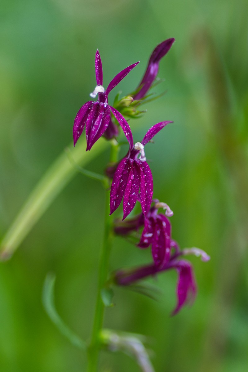 Lobelia photo 6
