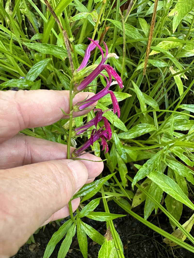 Lobelia photo 7