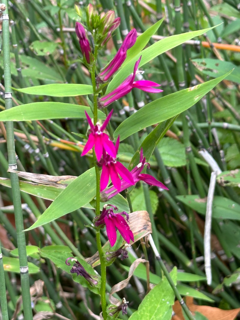 Lobelia photo 8