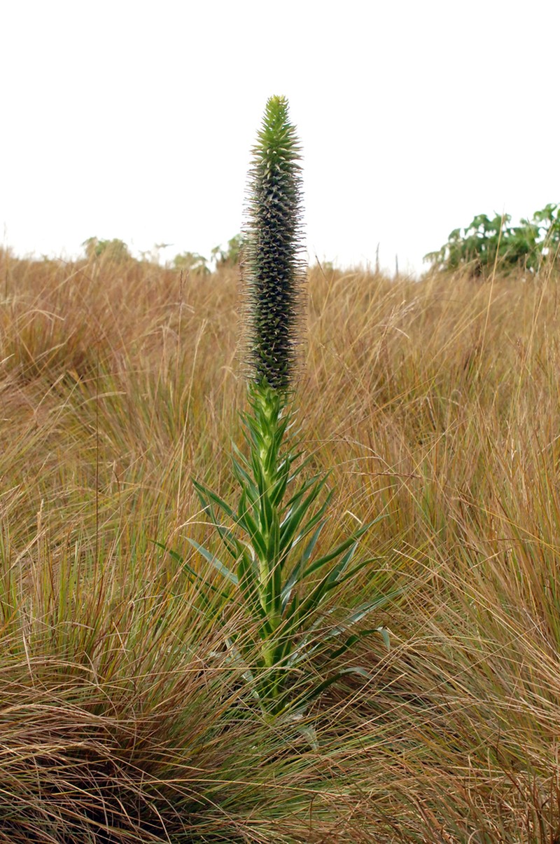 Lobelia aberdarica photo 2