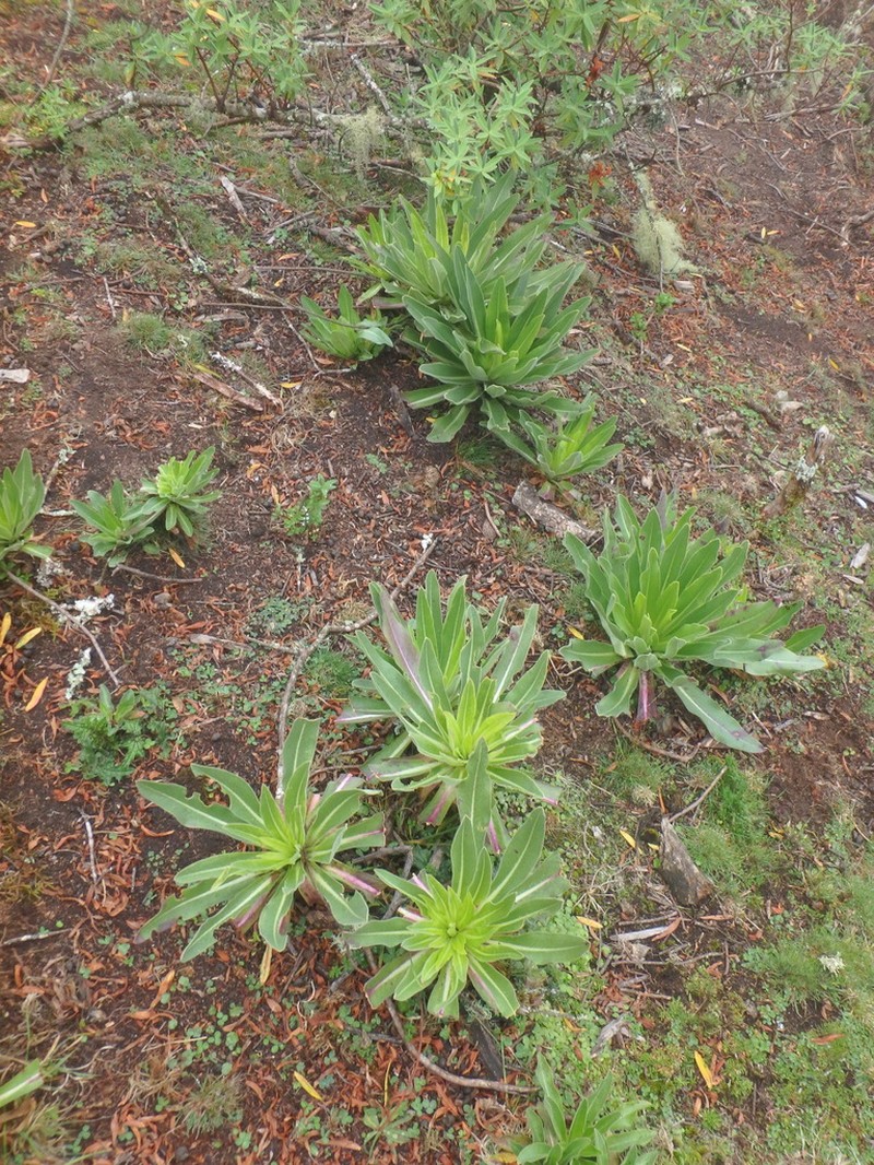 Lobelia aberdarica photo 3