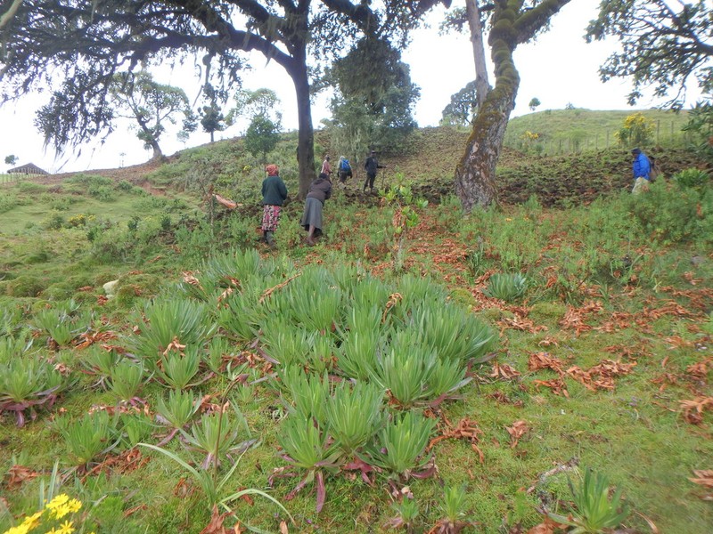 Lobelia aberdarica photo 4