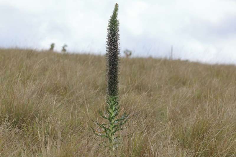 Lobelia aberdarica photo 5