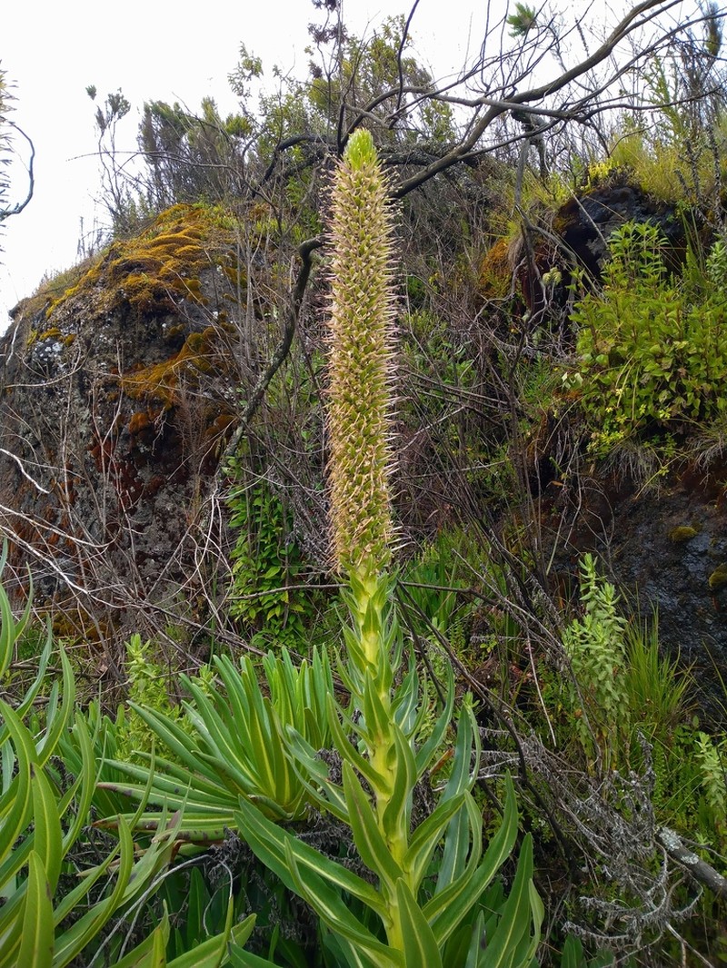 Lobelia aberdarica photo 6