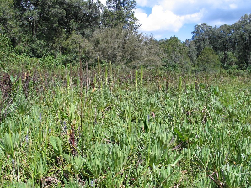 Lobelia aberdarica photo 7