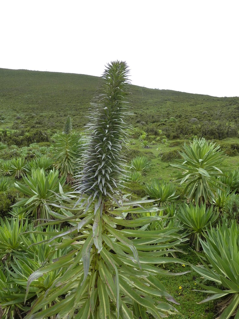 Lobelia acrochila