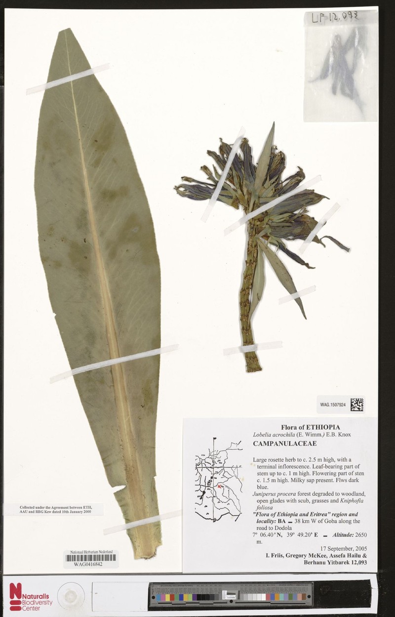 Lobelia acrochila photo 4