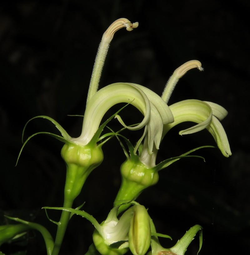 Lobelia acuminata