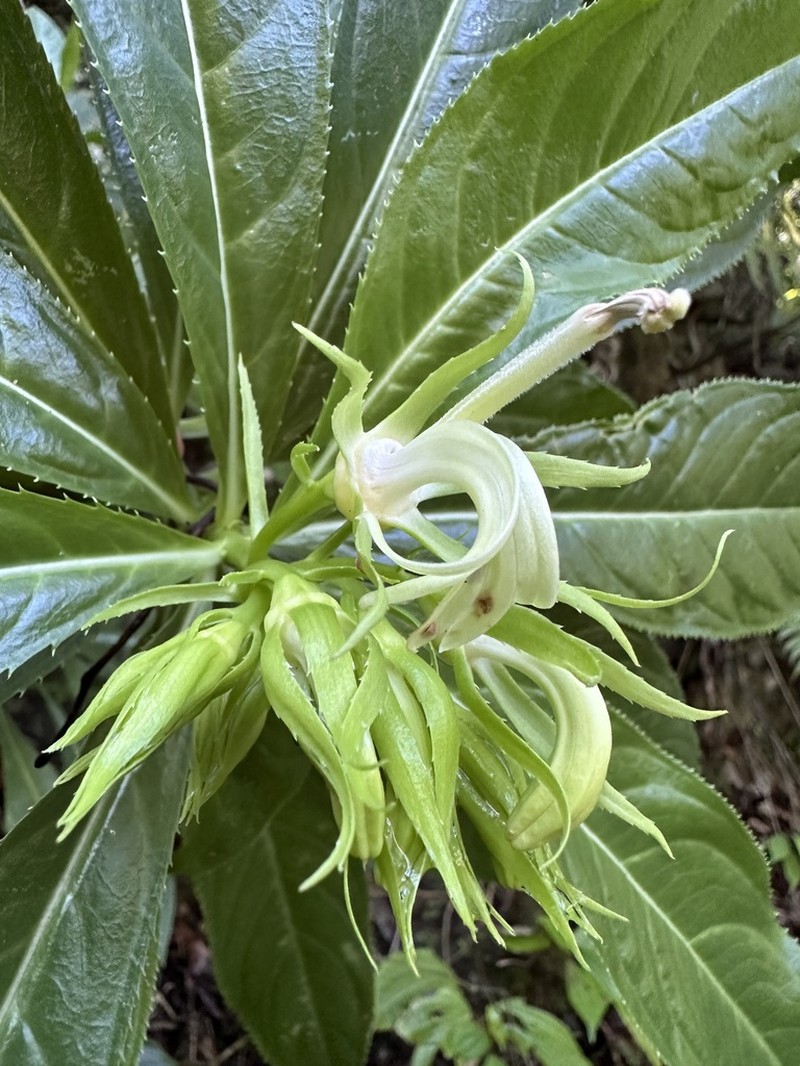 Lobelia acuminata photo 2