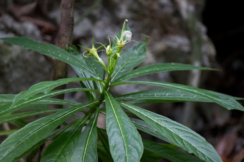 Lobelia acuminata photo 3