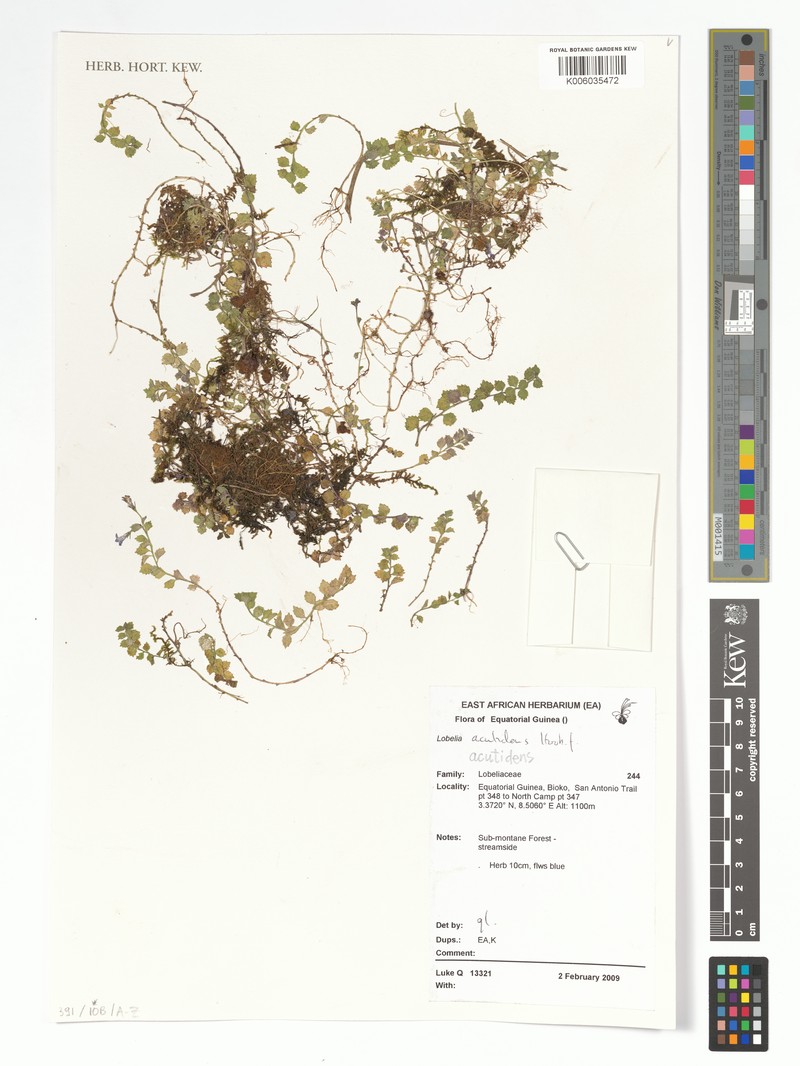 Lobelia acutidens