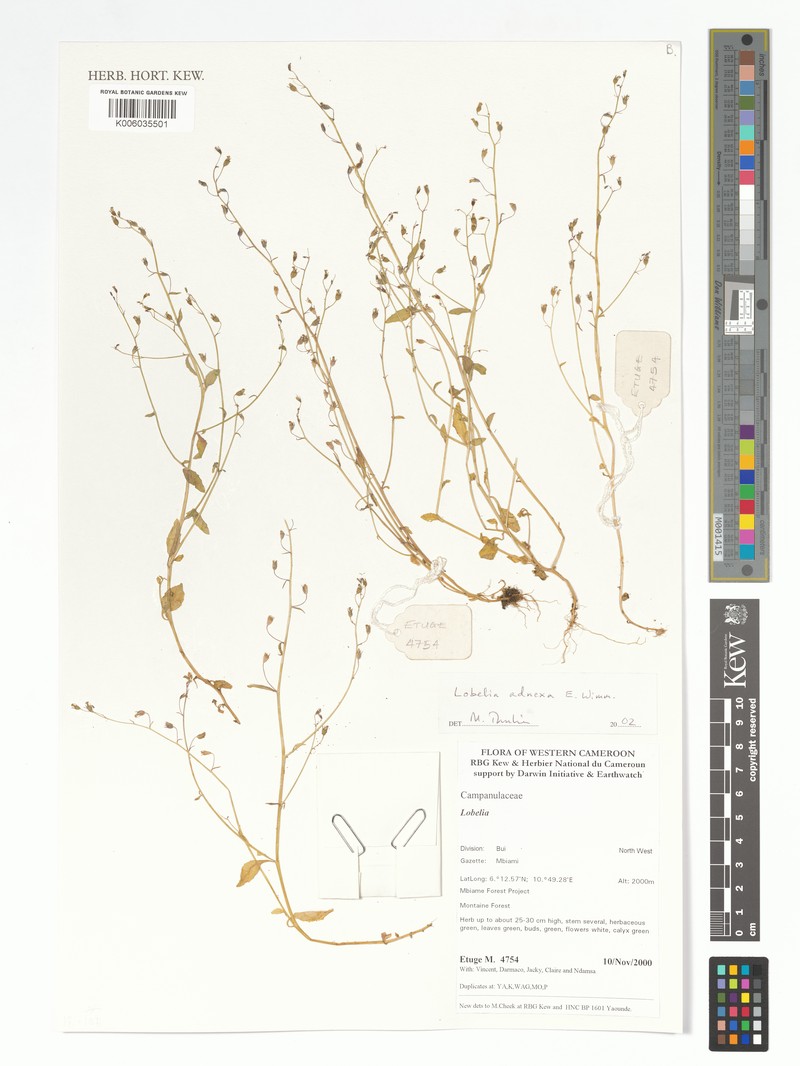 Lobelia adnexa