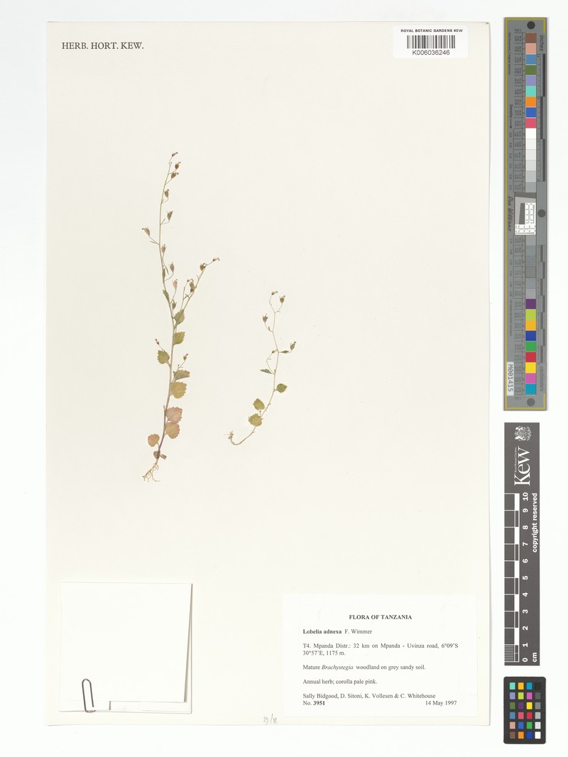 Lobelia adnexa photo 2
