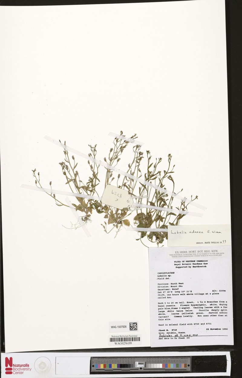 Lobelia adnexa photo 3