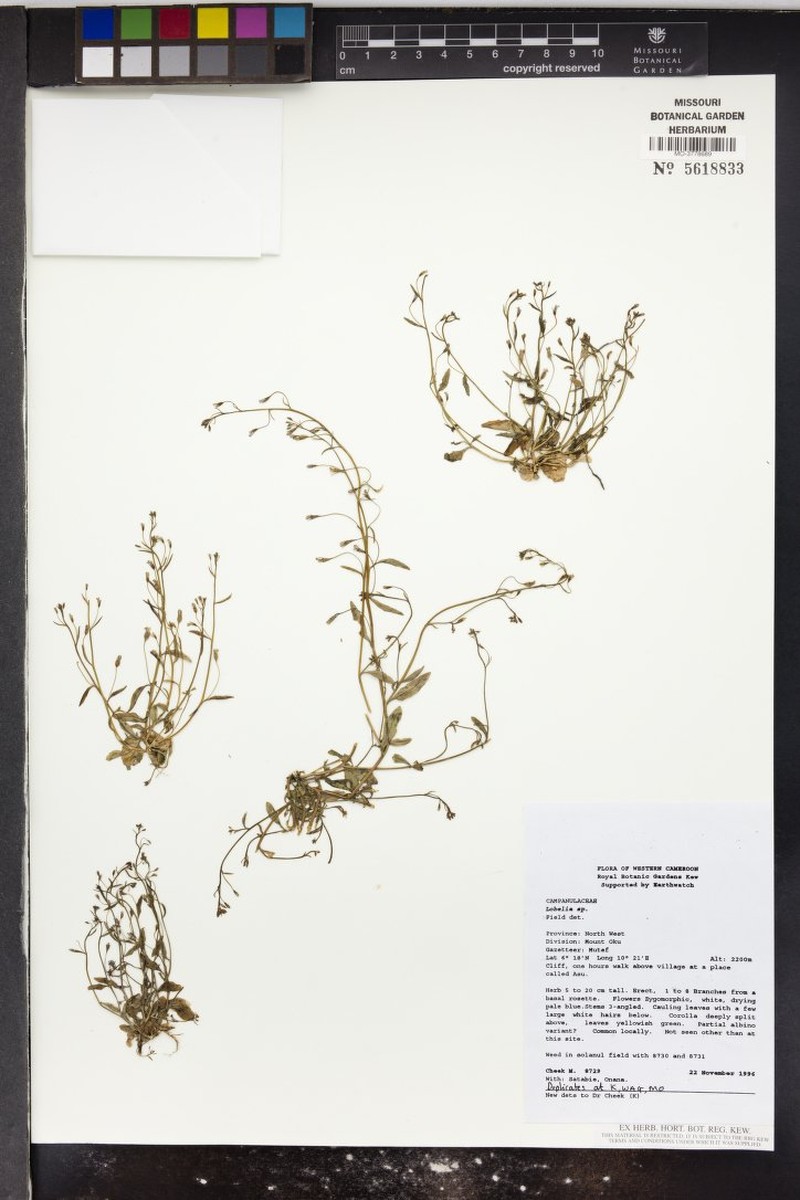 Lobelia adnexa photo 4