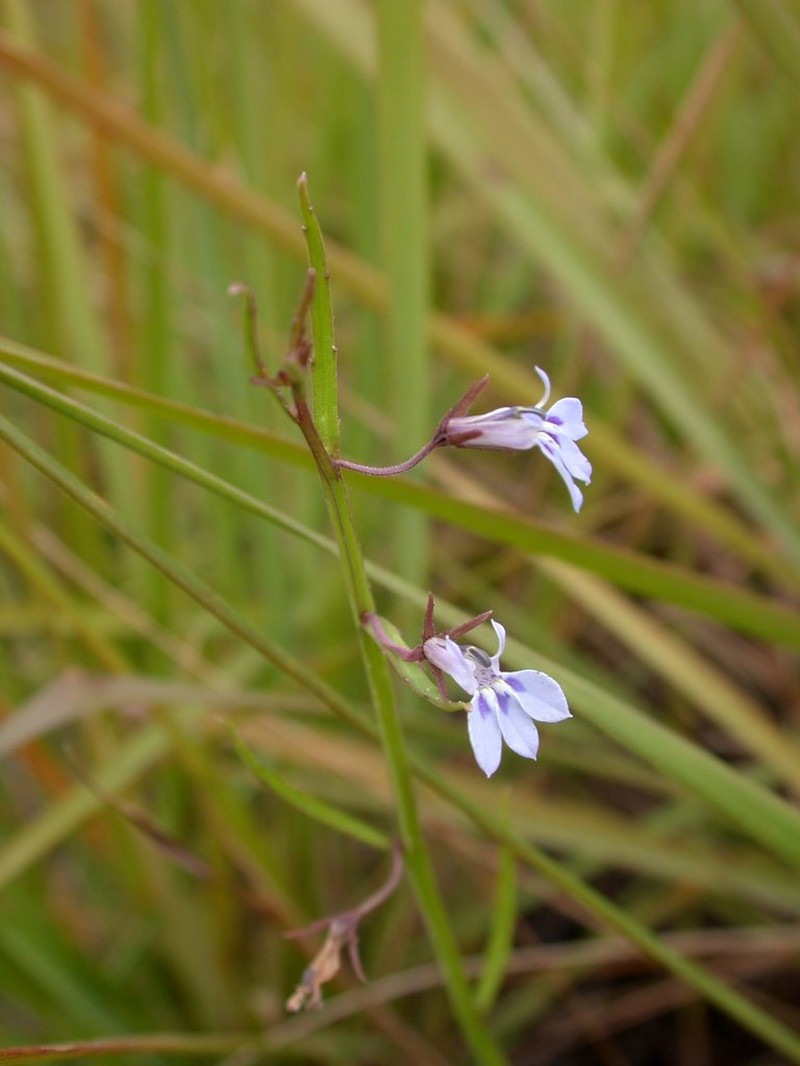 Lobelia agrestis