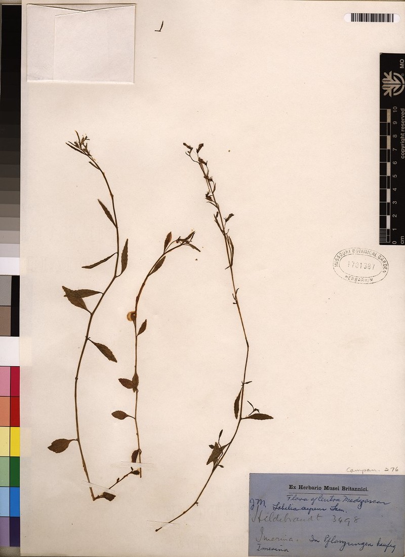 Lobelia agrestis photo 4