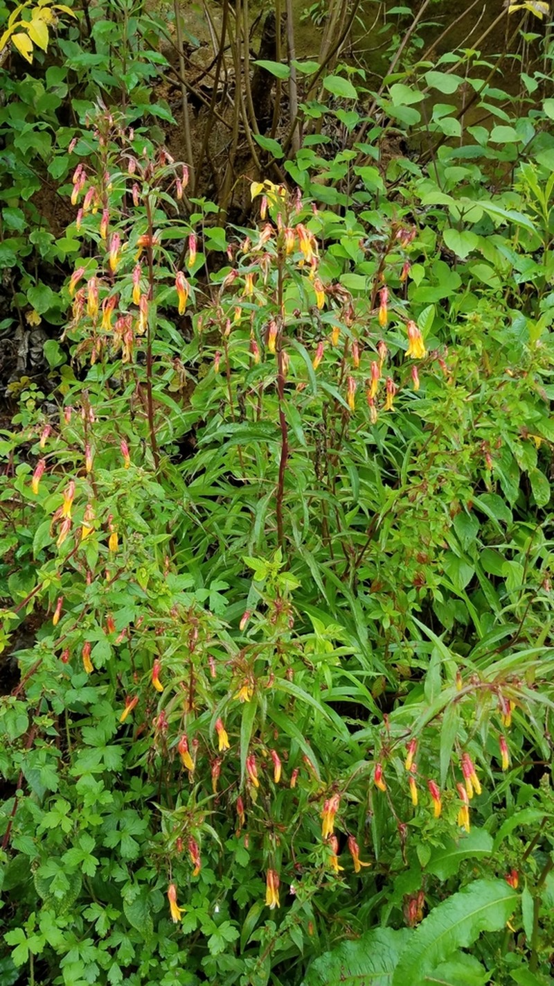 Lobelia aguana