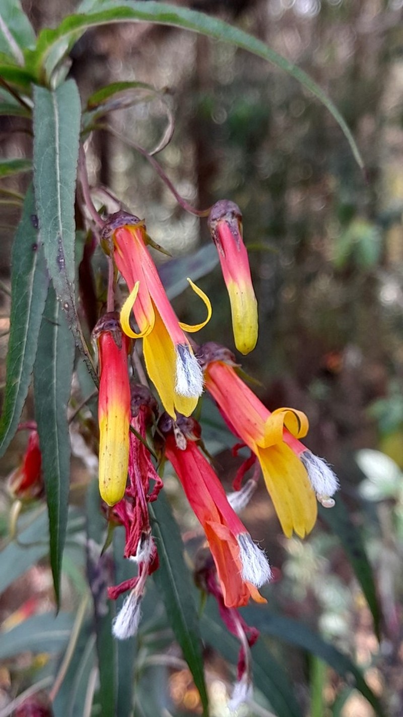 Lobelia aguana photo 2
