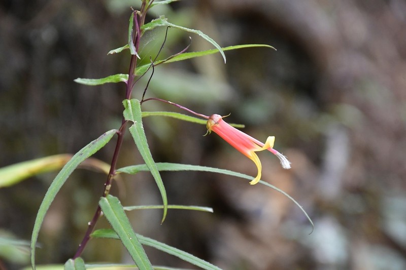 Lobelia aguana photo 3