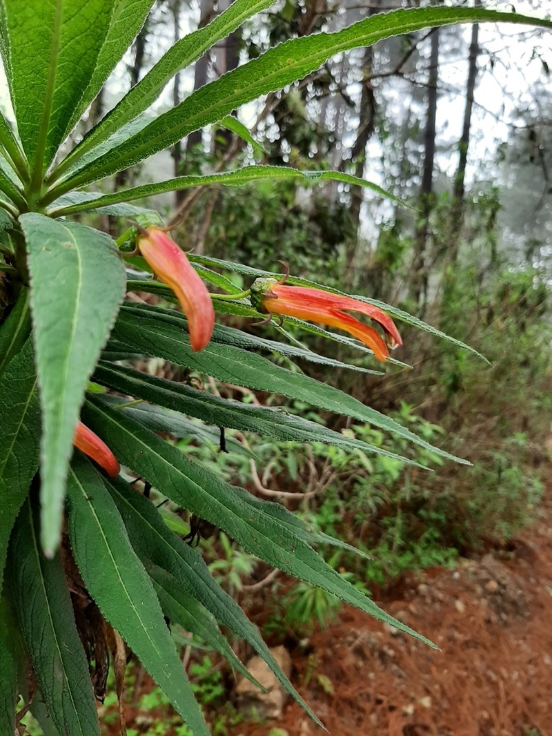 Lobelia aguana photo 5
