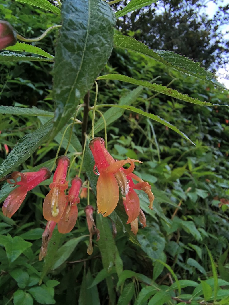 Lobelia aguana photo 6