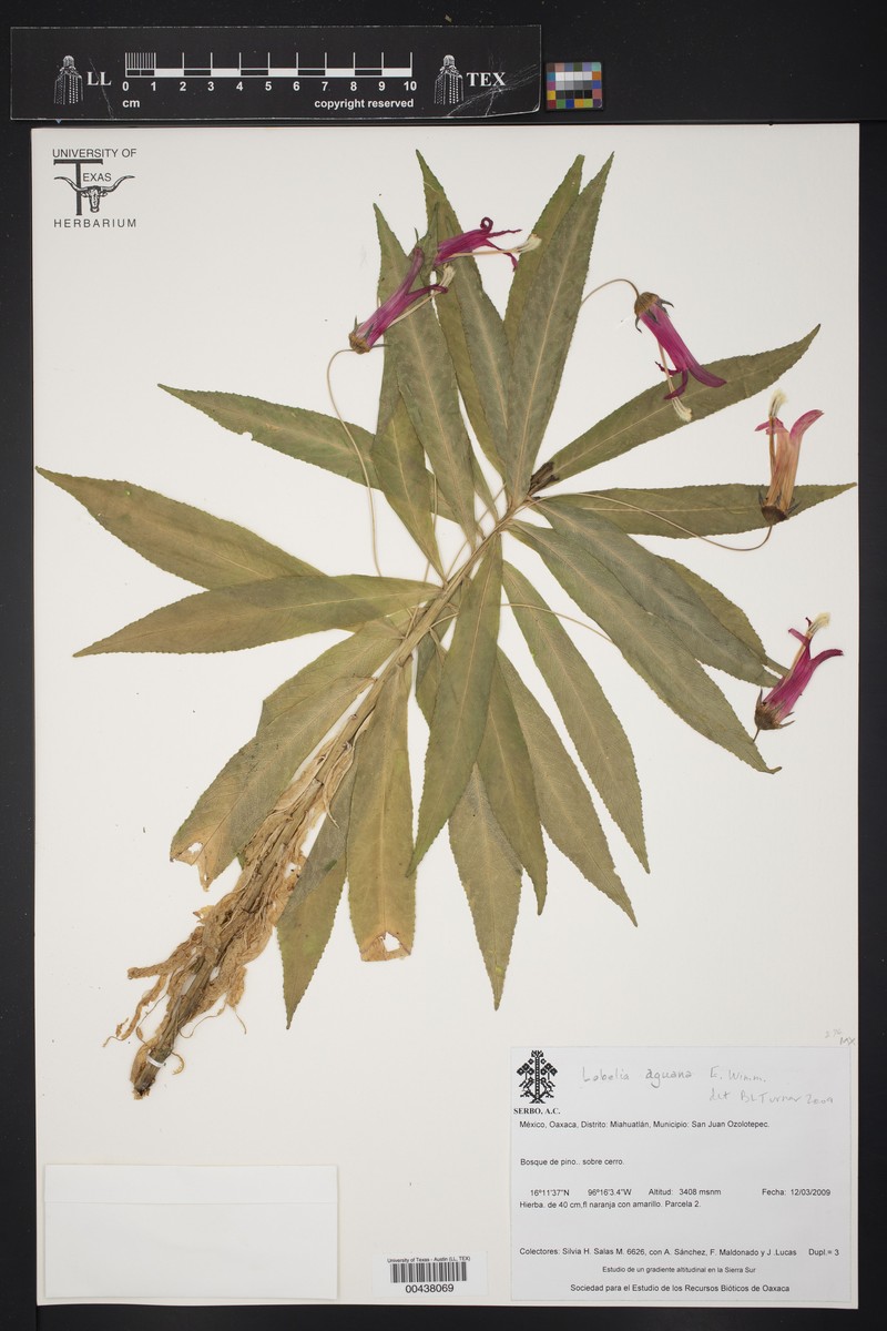 Lobelia aguana photo 7
