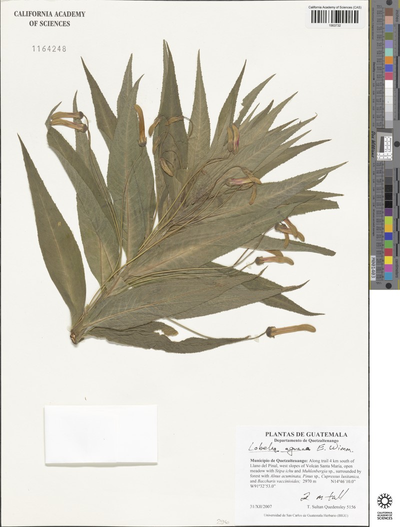 Lobelia aguana photo 8